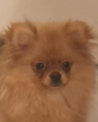 Spitz di pomerania