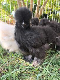 Galline ornamentali Moroseta