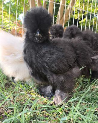 Galline ornamentali Moroseta
