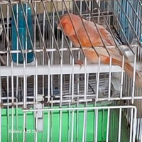 Canarino arlecchinio portoghese