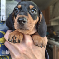 Bassotti nani/kaninken con pedigree Enci