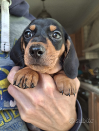 Bassotti nani/kaninken con pedigree Enci