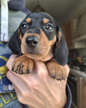 Bassotti nani/kaninken con pedigree Enci