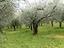 Immagine 6