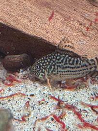 Corydoras sterbai