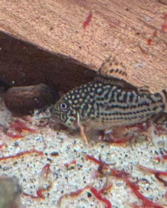 Corydoras sterbai