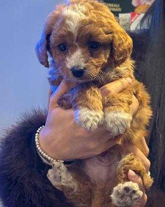 Maltipoo maschio