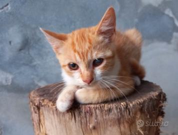 Gattini
