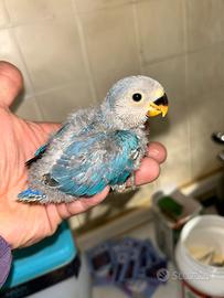 Pulli inseparabili da allevare a mano