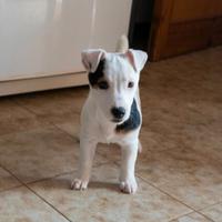 Jack Russell terrier