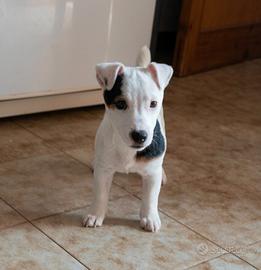 Jack Russell terrier