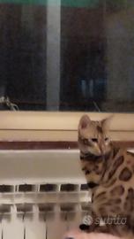 Bengal cuchioli 1 fem.1 mas