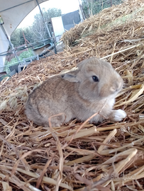 Conigli a Sciacca colori marrone chiaro e scuro
