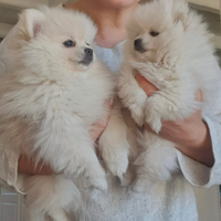 Volpino di pomerania femmina