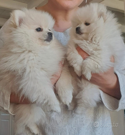 Volpino di pomerania femmina
