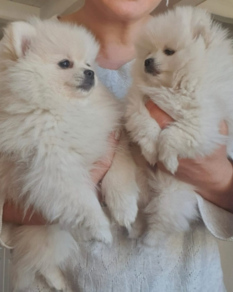 Volpino di pomerania femmina