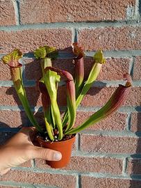 sarracenia fiona