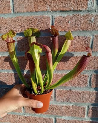 sarracenia fiona