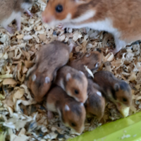 Cuccioli di criceto dorato