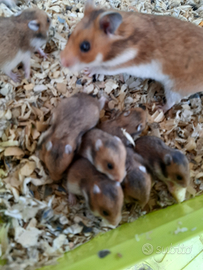 Cuccioli di criceto dorato