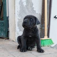 Cane corso