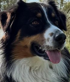 Australian shepherd pastore australiano per monta