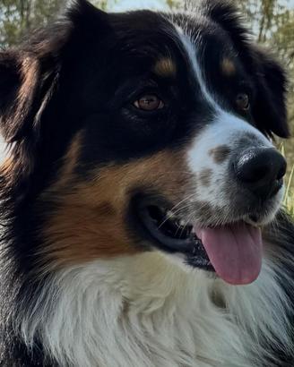 Australian shepherd pastore australiano per monta