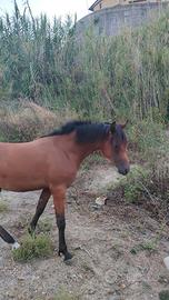 Puledro arabo