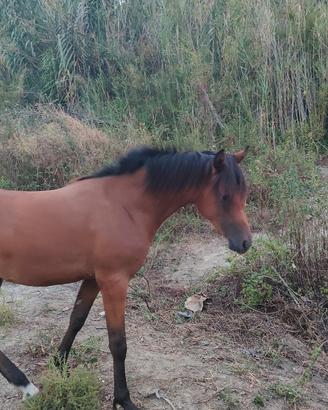 Puledro arabo