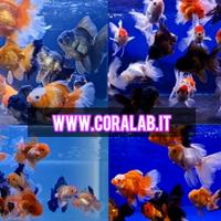 Oranda Show Thai XXL Giganti Testa Leone Fancy