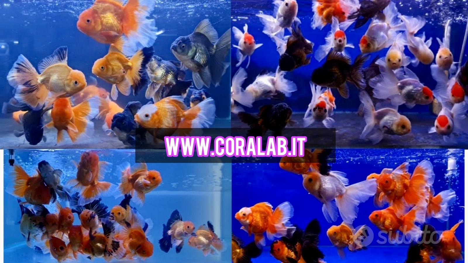 Oranda Show Thai XXL Giganti Testa Leone Fancy - Animali In vendita a Roma