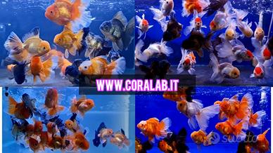 Oranda Show Thai XXL Giganti Testa Leone Fancy