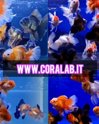 Oranda Show Thai XXL Giganti Testa Leone Fancy