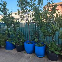 piante in vaso da giardino