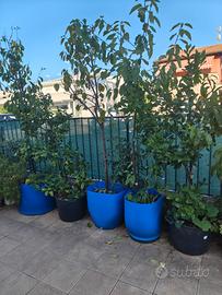 piante in vaso da giardino