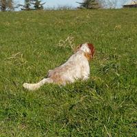 Setter inglese per monte