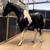 Cavalla Barrockpinta