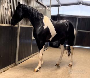 Cavalla Barrockpinta