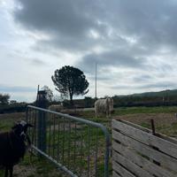 Pecore e capre