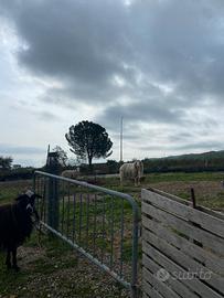 Pecore e capre