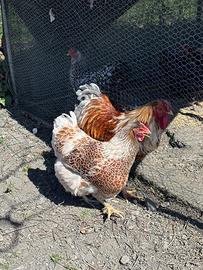 Coppia Wyandotte orlate splash