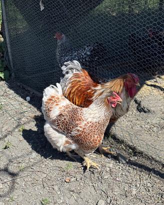 Coppia Wyandotte orlate splash