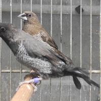 Passeri del Giappone