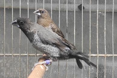 Passeri del Giappone