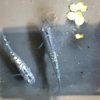 Gruppo di 10 Medaka, i meravigliosi piccoli pesci