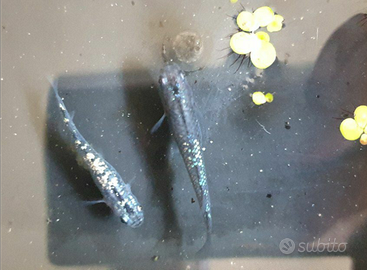 Gruppo di 10 Medaka, i meravigliosi piccoli pesci