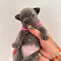 Cuccioli di bulldog francesi