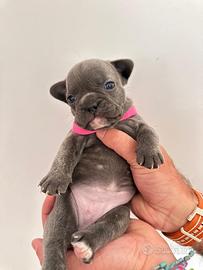 Cuccioli di bulldog francesi