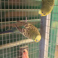 Giovani Cocorite maschi