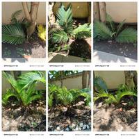 Cycas revoluta piccole